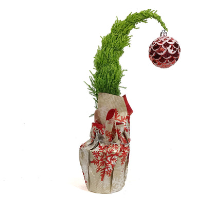 Cypress, 4in, Lemon/Wilma Grinch Tree w/ Mylar