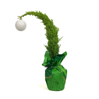 Cypress, 4in, Lemon/Wilma Grinch Tree w/ Mylar