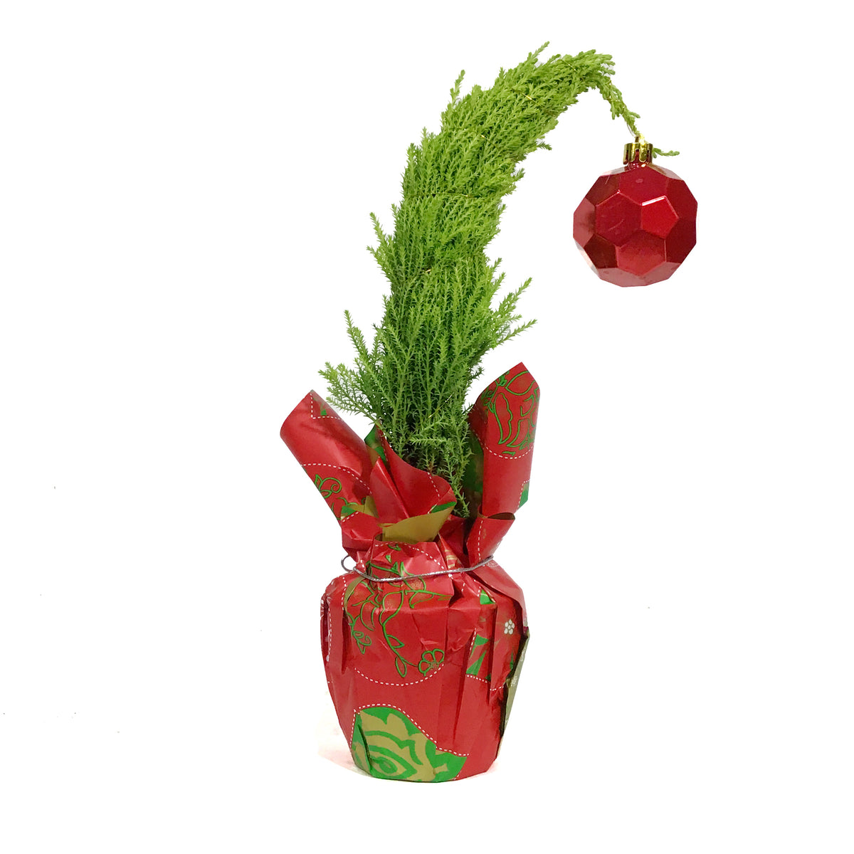 Cypress, 4in, Lemon/Wilma Grinch Tree w/ Mylar