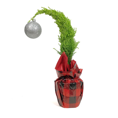 Cypress, 4in, Lemon/Wilma Grinch Tree w/ Mylar