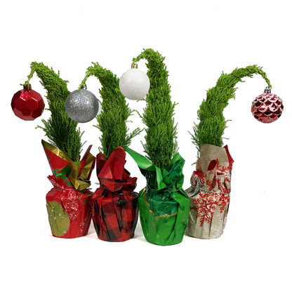 Cypress, 4in, Lemon/Wilma Grinch Tree w/ Mylar