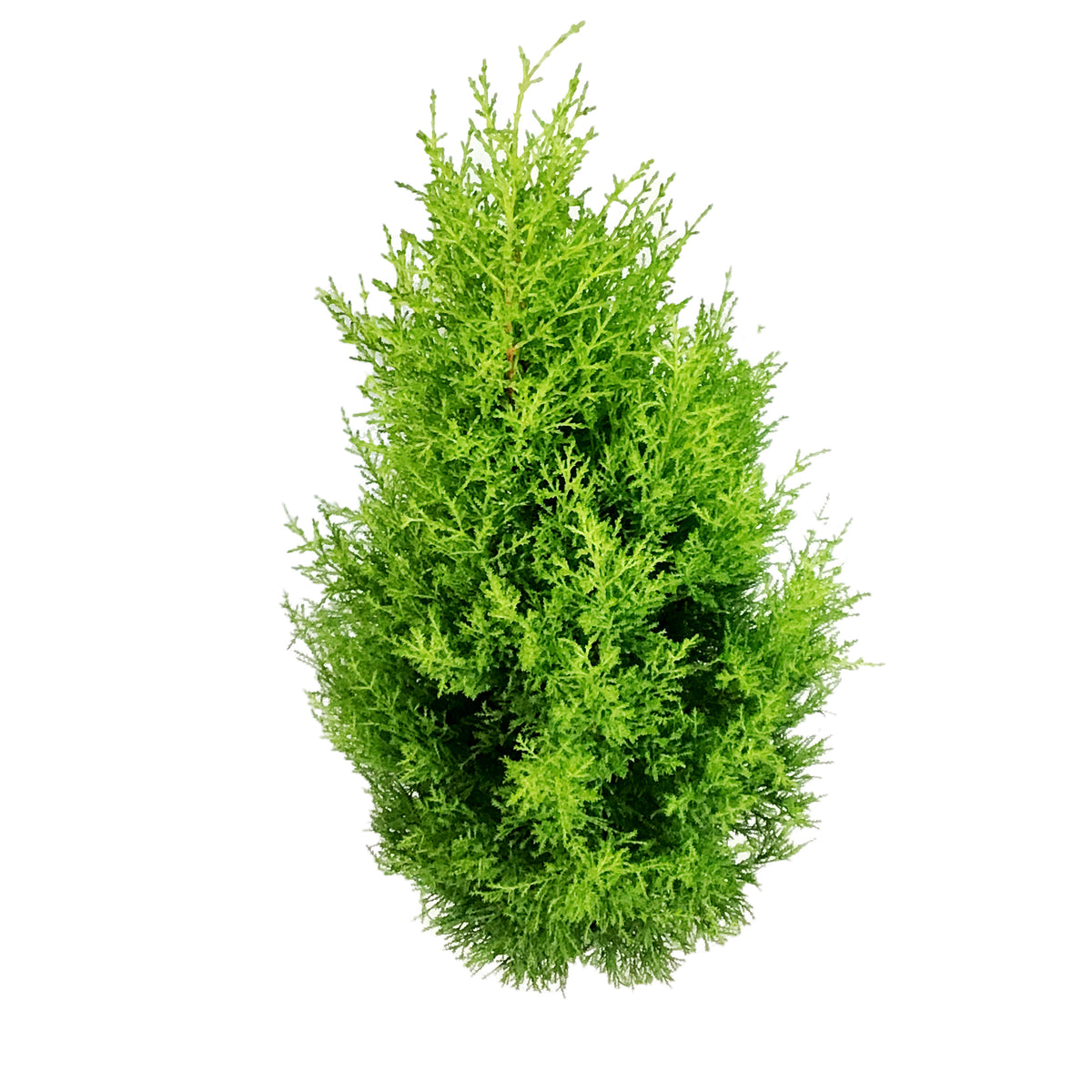 Cypress, 2 gal, Lemon/Wilma Grinch Tree
