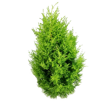Cypress, 2 gal, Lemon/Wilma Grinch Tree