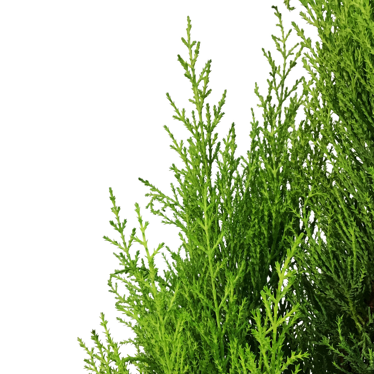 Cypress, 2 gal, Lemon/Wilma Grinch Tree