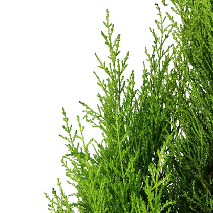 Cypress, 2 gal, Lemon/Wilma Grinch Tree