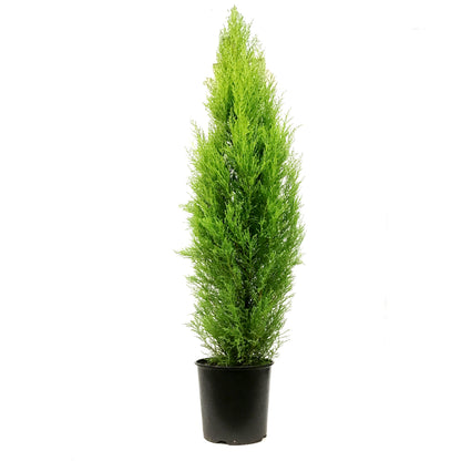 Cypress, 2 gal, Lemon/Wilma Grinch Tree