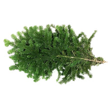 Load image into Gallery viewer, Boughs, Silver Fir, 3lb, Bunch
