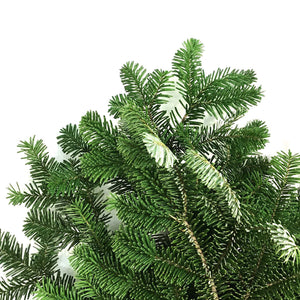 Boughs, Silver Fir, 3lb, Bunch