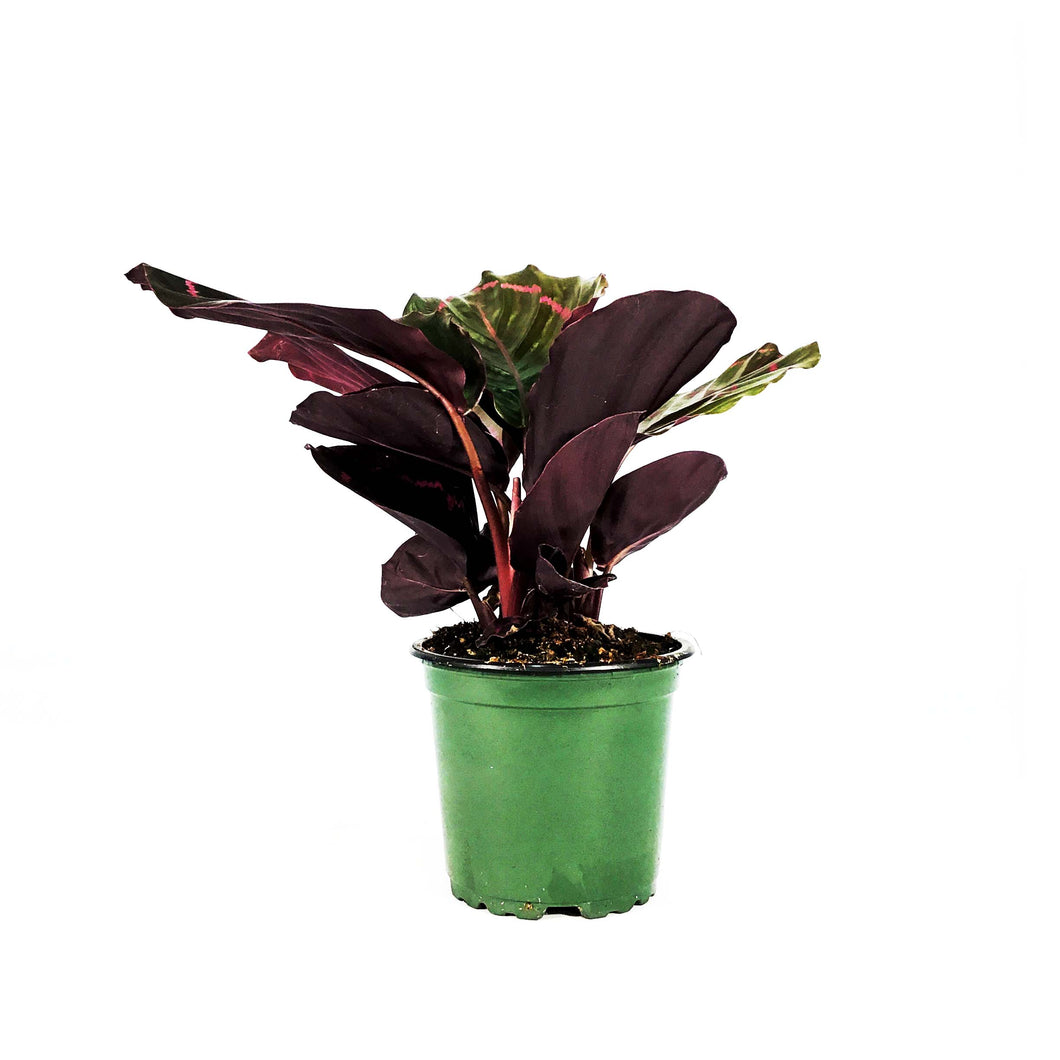 Calathea, 4in, Dottie