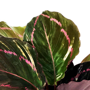 Calathea, 4in, Dottie