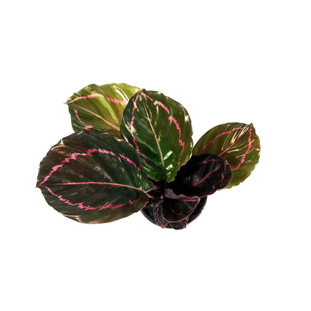 Calathea, 4in, Dottie