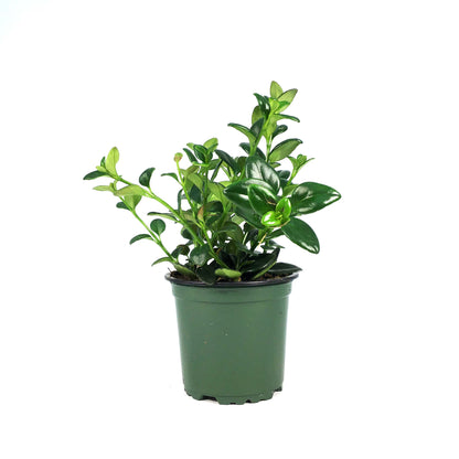 Goldfish Plant, 4in