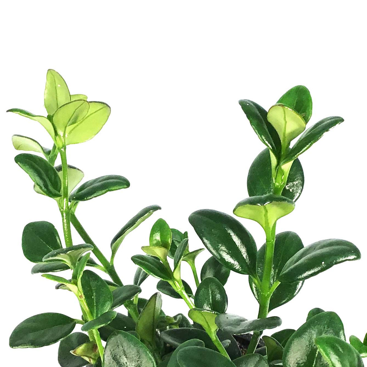 Goldfish Plant, 4in
