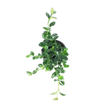 Goldfish Plant, 4in