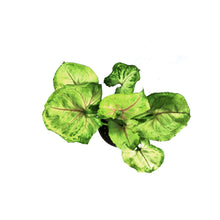 Load image into Gallery viewer, Syngonium, 4in, Kiwi
