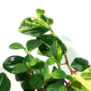 Peperomia, 8in HB, European Trailing