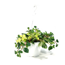 Load image into Gallery viewer, Peperomia, 8in HB, European Trailing
