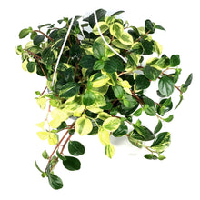 Load image into Gallery viewer, Peperomia, 8in HB, European Trailing
