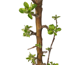 Load image into Gallery viewer, Apple, 7 gal, Odyssey®
