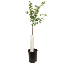Load image into Gallery viewer, Cherry, 5 gal, EvansTree Form
