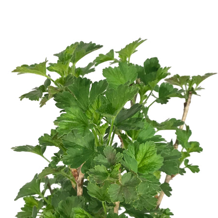 Gooseberry, 2 gal, Captivator