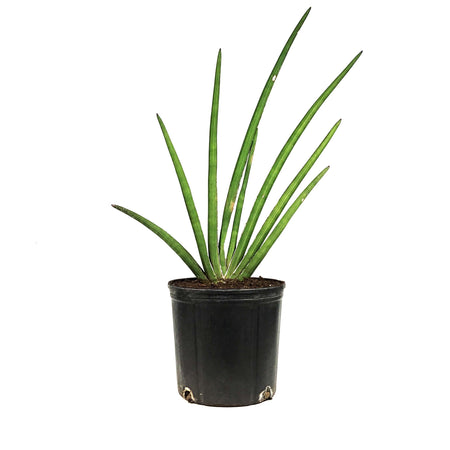 Sansevieria, 10in, Rhea Fantail