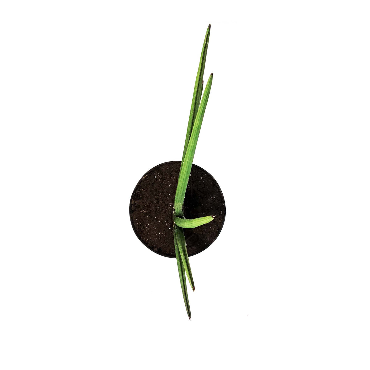 Sansevieria, 10in, Rhea Fantail