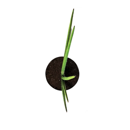 Sansevieria, 10in, Rhea Fantail