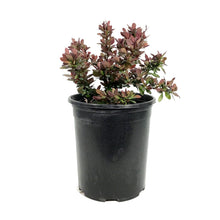 Load image into Gallery viewer, Barberry, 1 gal, Royal Burgundy
