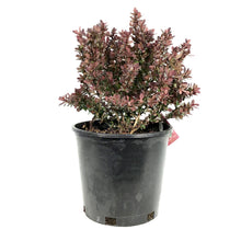 Load image into Gallery viewer, Barberry, 2 gal, Royal Burgundy
