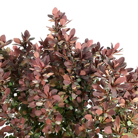 Barberry, 2 gal, Royal Burgundy