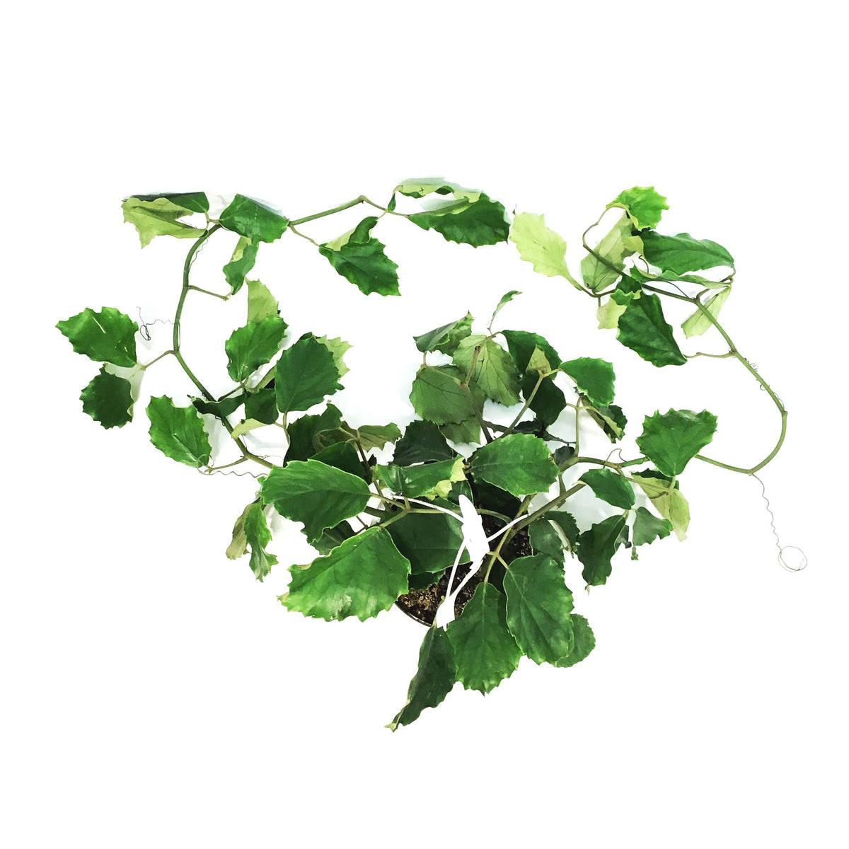Tetrastigma, 10in HB, Chestnut Vine
