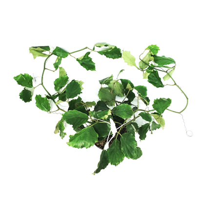 Tetrastigma, 10in HB, Chestnut Vine