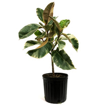 Load image into Gallery viewer, Ficus, 10in, Tineke Standard
