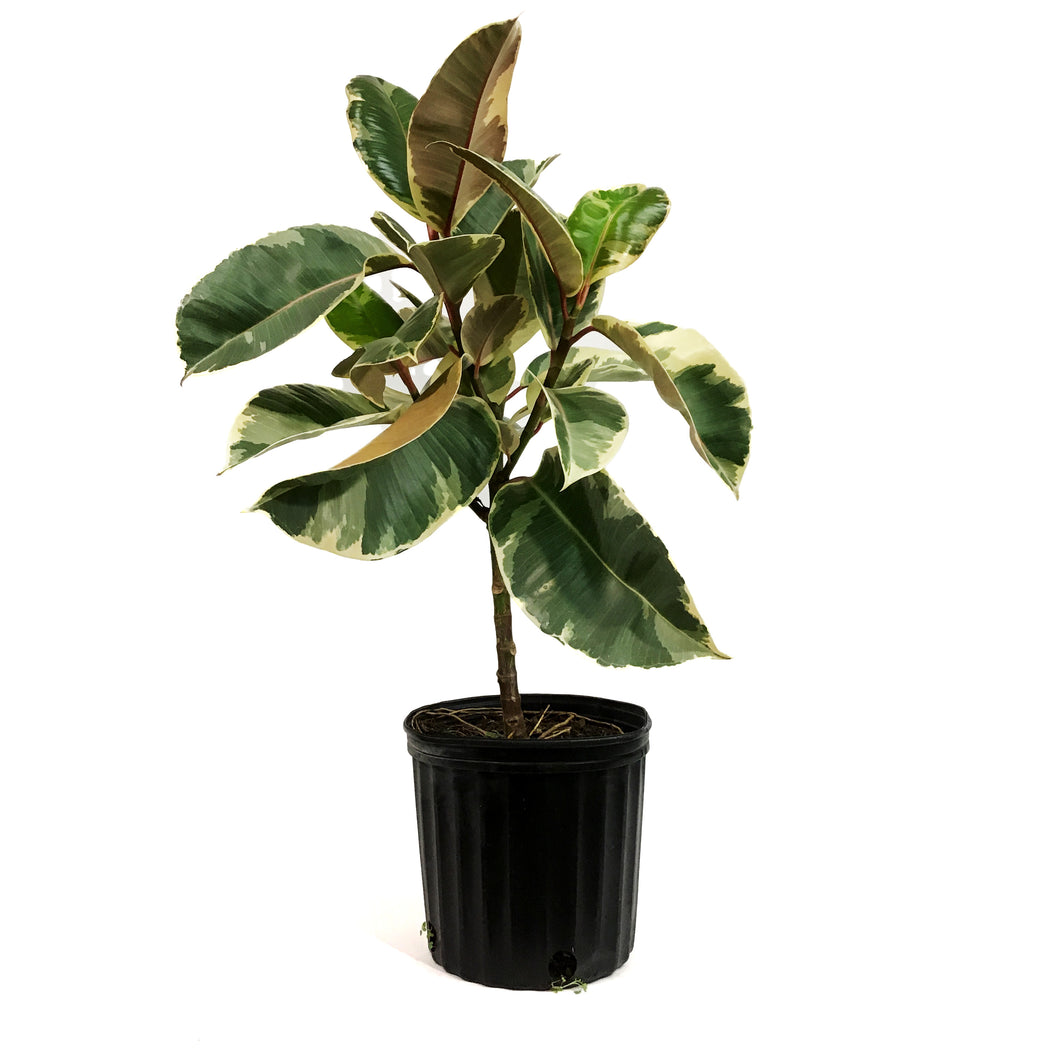Ficus, 10in, Tineke Standard
