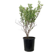 Buffaloberry, 2 gal, Silver