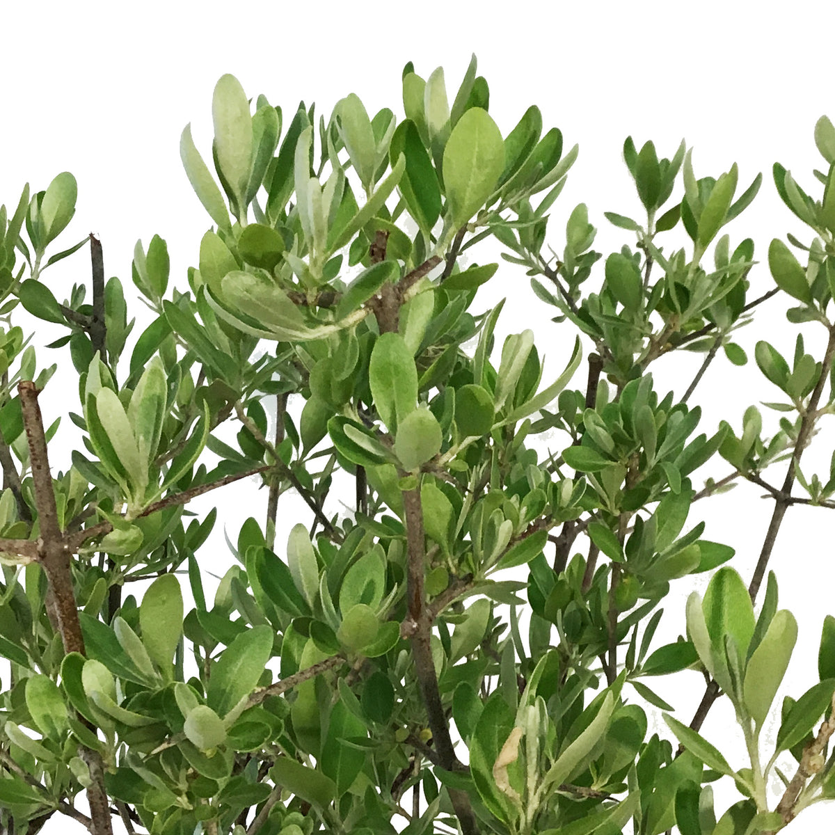 Buffaloberry, 2 gal, Silver