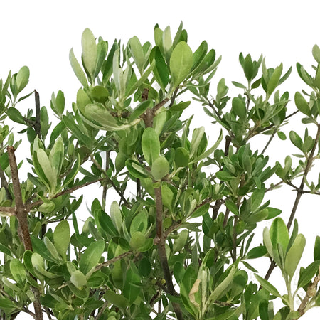Buffaloberry, 2 gal, Silver
