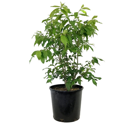 Burning Bush, 2 gal, Little Moses®