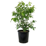 Burning Bush, 2 gal, Little Moses®