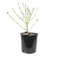 Dogwood, 2 gal, Bud's Yellow