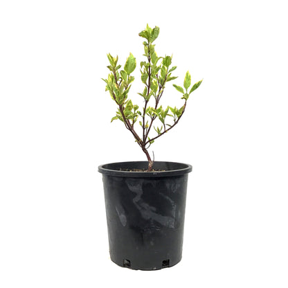 Dogwood, 2 gal, Golden Variegated