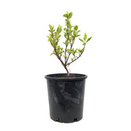 Dogwood, 2 gal, Golden Variegated
