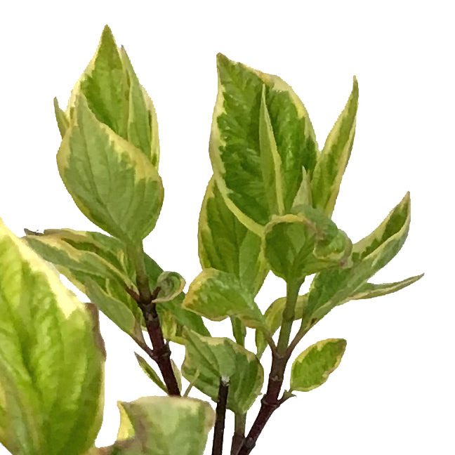 Dogwood, 2 gal, Golden Variegated