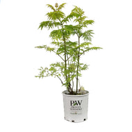 Elder, 2 gal, Lemony Lace®