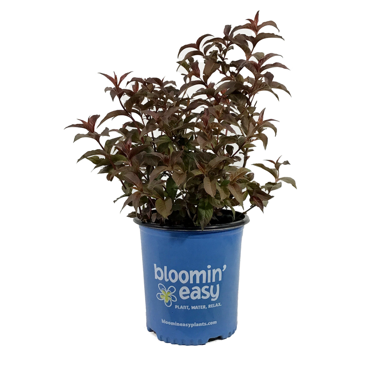 Honeysuckle, 2 gal, Nightglow®