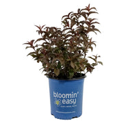 Honeysuckle, 2 gal, Nightglow®