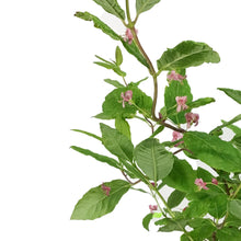 Load image into Gallery viewer, Honeysuckle, 1 gal, Sakhalin
