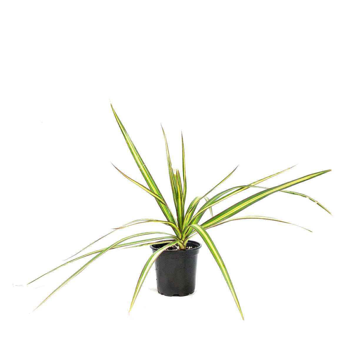 Dracaena, 4in, Kiwi