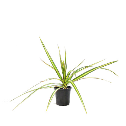 Dracaena, 4in, Kiwi